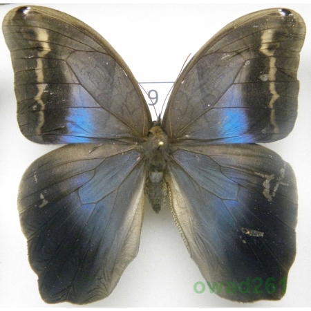 Eryphanis polyxena (Meerburgh, 1780) female Venezuela 87mm9